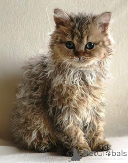 Photo №1. selkirk rex shorthair - for sale in the city of Helsinki | negotiated | Announcement № 136977