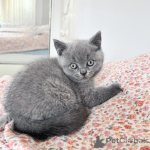 Photo №3. Calm & Affectionate British Shorthair Kittens The Perfect Family Companion. Germany