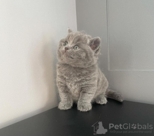 Photo №2 to announcement № 102885 for the sale of british shorthair - buy in United States private announcement