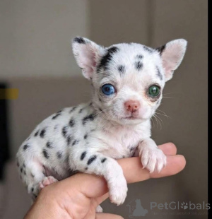 Photo №2 to announcement № 173361 for the sale of chihuahua - buy in United States breeder