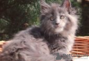 Photo №1. maine coon - for sale in the city of Berlin | Is free | Announcement № 126810