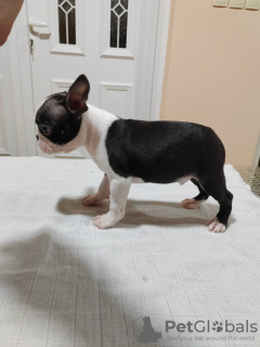 Additional photos: Boston Terrier puppies for sale