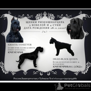 Photo №1. giant schnauzer - for sale in the city of Туймазы | 459$ | Announcement № 8244