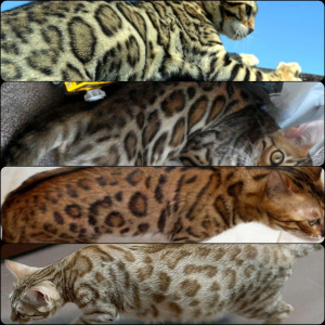 Photo №1. bengal cat - for sale in the city of Minsk | 500$ | Announcement № 6150