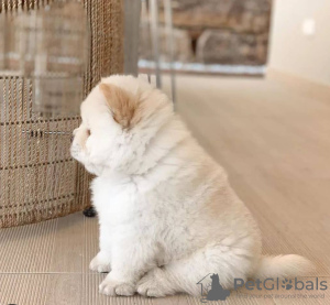Photo №2 to announcement № 94425 for the sale of chow chow - buy in Lithuania private announcement