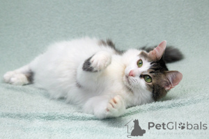 Photo №3. My cat is looking for a kind heart.. Russian Federation