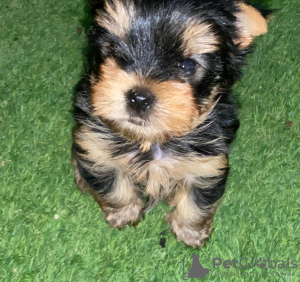 Photo №2 to announcement № 29848 for the sale of yorkshire terrier - buy in Israel private announcement