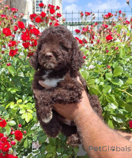 Photo №2 to announcement № 169521 for the sale of lagotto romagnolo - buy in Serbia breeder
