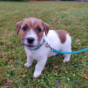 Photo №1. jack russell terrier - for sale in the city of Амерсфоорт | 485$ | Announcement № 16462