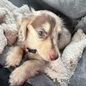 Photo №2 to announcement № 159466 for the sale of dachshund - buy in Finland 