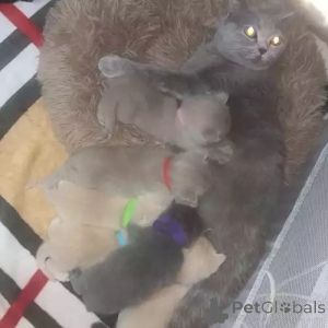 Photo №2 to announcement № 167257 for the sale of british shorthair - buy in Germany private announcement