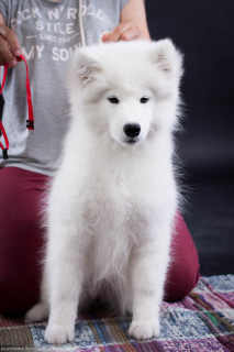 Photo №1. samoyed dog - for sale in the city of Chelyabinsk | 732$ | Announcement № 2987