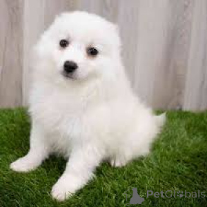 Photo №2 to announcement № 136093 for the sale of non-pedigree dogs - buy in Switzerland 