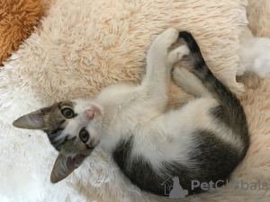 Additional photos: Kitten girl