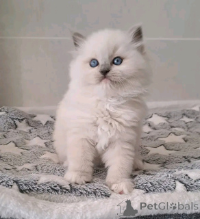Photo №3. Beautiful ragdoll kitten available. Finland