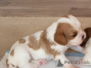 Photo №3. Cavalier King Charles Spaniel Welpen WhatsApp 44 7453 907158. Germany