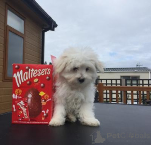 Photo №1. maltese dog - for sale in the city of AREL | negotiated | Announcement № 169210