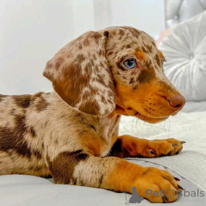 Photo №1. dachshund - for sale in the city of Berlin | 568$ | Announcement № 167796