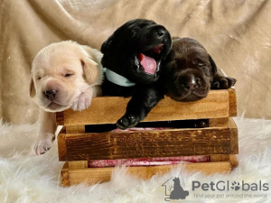 Photo №1. labrador retriever - for sale in the city of London | Is free | Announcement № 70356