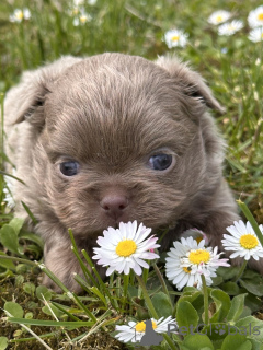 Photo №1. chihuahua - for sale in the city of Sivats | negotiated | Announcement № 167435