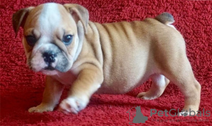 Photo №2 to announcement № 10866 for the sale of american bulldog - buy in Russian Federation 