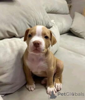 Photo №1. american pit bull terrier - for sale in the city of Bochum | negotiated | Announcement № 165783