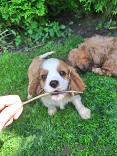 Photo №2 to announcement № 148743 for the sale of cavalier king charles spaniel - buy in Latvia private announcement, from nursery, breeder