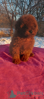 Photo №1. poodle (toy) - for sale in the city of Ужгород | 1035$ | Announcement № 128826