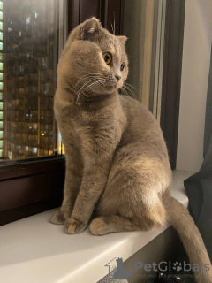 Photo №4. I will sell british shorthair in the city of Москва. private announcement - price - Is free