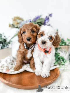 Photo №2 to announcement № 157768 for the sale of labradoodle - buy in Ireland private announcement