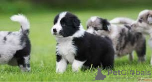 Photo №1. border collie - for sale in the city of Vienna | negotiated | Announcement № 77605