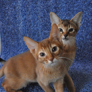 Photo №2 to announcement № 2657 for the sale of abyssinian cat - buy in Russian Federation from nursery