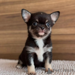 Photo №1. chihuahua - for sale in the city of Frankfurt | negotiated | Announcement № 167150