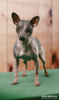 Photo №1. american hairless terrier - for sale in the city of Izhevsk | Is free | Announcement № 2572