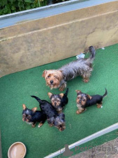 Photo №2 to announcement № 107369 for the sale of yorkshire terrier - buy in Germany private announcement