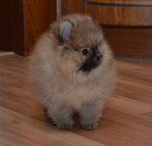 Photo №1. pomeranian - for sale in the city of Москва | 1088$ | Announcement № 6438