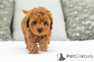 Photo №1. labradoodle - for sale in the city of BeauFort | negotiated | Announcement № 155590