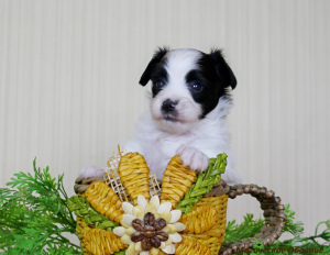 Photo №1. papillon dog - for sale in the city of Mogilyov | Negotiated | Announcement № 1553
