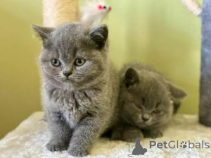 Photo №2 to announcement № 173412 for the sale of russian blue - buy in Belarus private announcement, breeder
