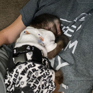 Photo №2 to announcement № 166195 for the sale of  - buy in Spain breeder