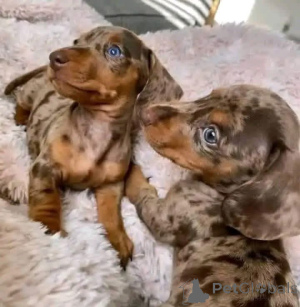 Photo №3. Dachshund puppies For adoption Near Me PRizz NEGOTIABLE Pet Type ......puppies . Spain