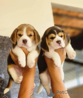 Photo №1. beagle - for sale in the city of Alajärvi | 206$ | Announcement № 155410