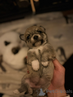 Photo №4. I will sell maltipu in the city of Arizona City. private announcement - price - 350$