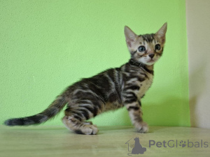 Photo №2 to announcement № 149494 for the sale of bengal cat - buy in Poland breeder