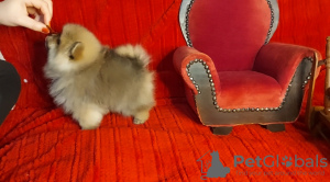 Additional photos: Pomeranian for sale