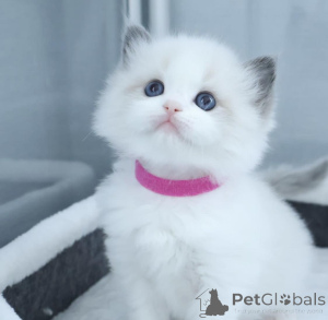 Photo №2 to announcement № 135878 for the sale of scottish fold - buy in United States breeder