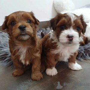 Photo №3. Havanese puppies. Germany