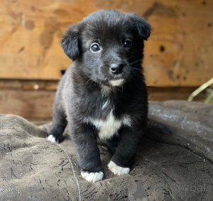Photo №2 to announcement № 159247 for the sale of non-pedigree dogs - buy in Russian Federation 