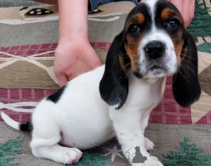 Photo №1. basset hound - for sale in the city of Cheung Sha | negotiated | Announcement № 170498