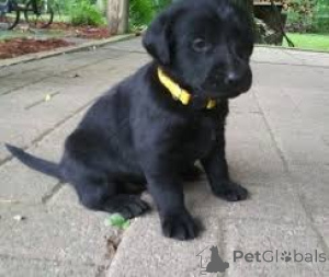 Photo №2 to announcement № 165449 for the sale of labrador retriever - buy in Luxembourg private announcement, breeder